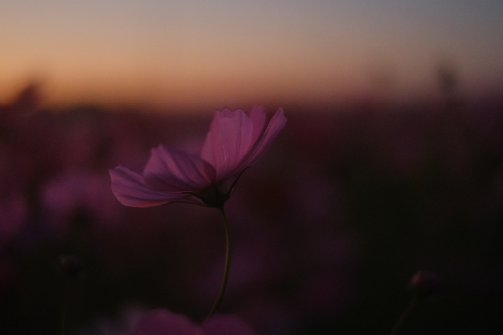 晩秋の夕暮れ