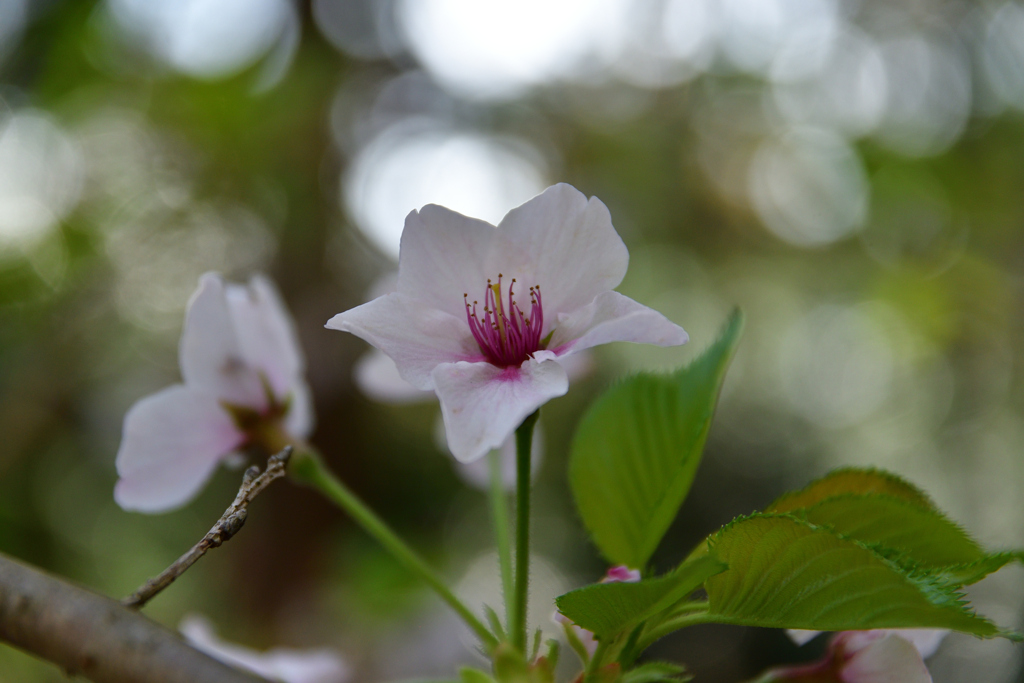 葉桜もまた良し