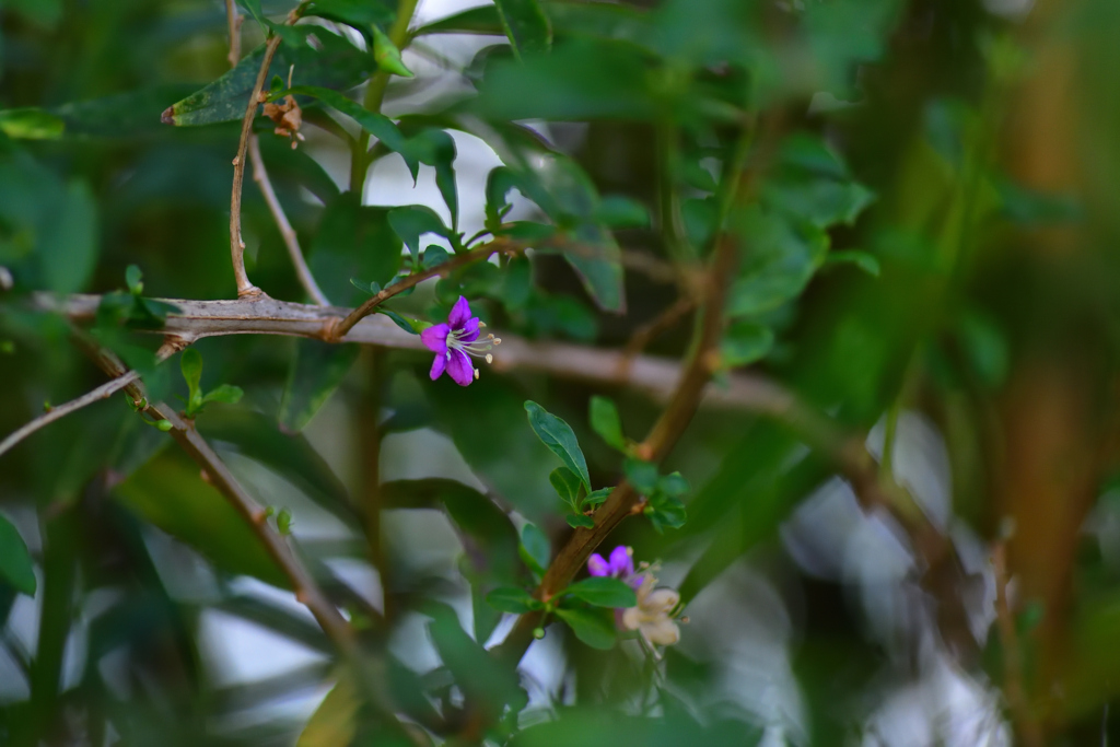 花一輪