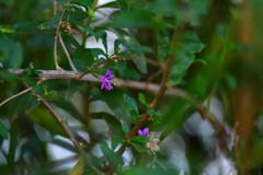 花一輪