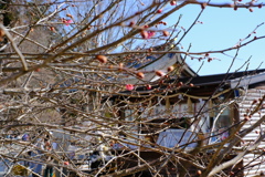 梅は〜咲いた〜か