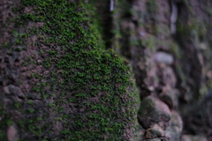 苔