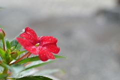 通り雨の後
