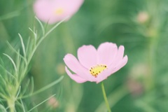 秋桜