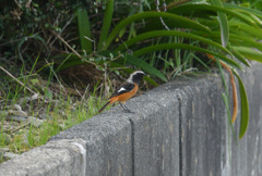 歓迎　ジョウビタキ様