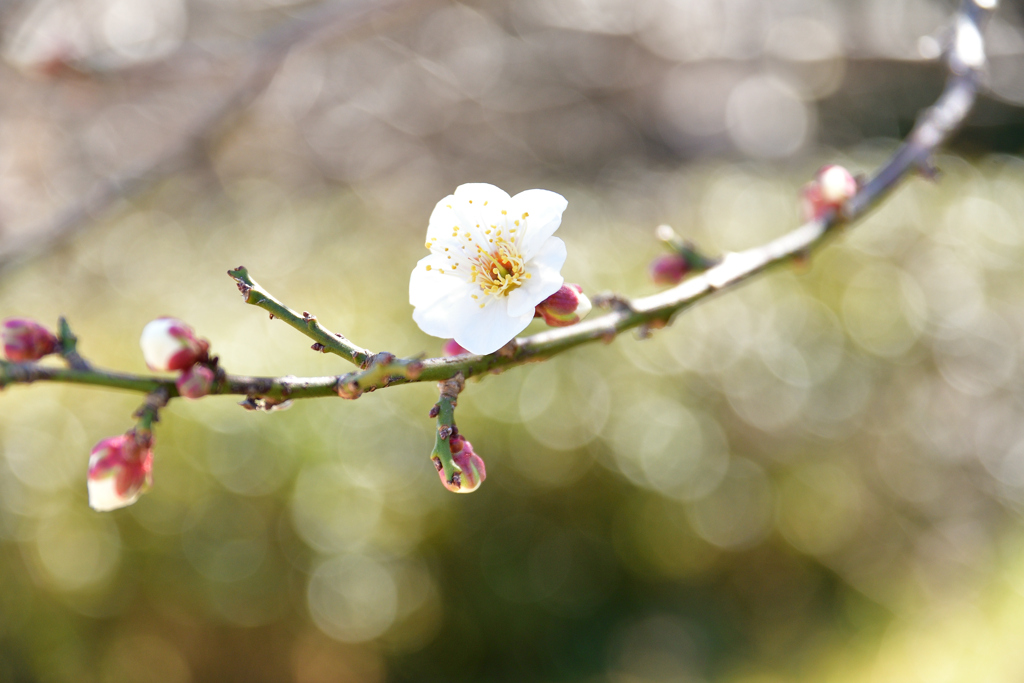 皆の心を温める　梅の花
