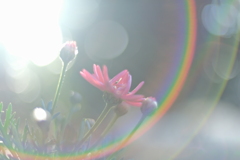 花開く
