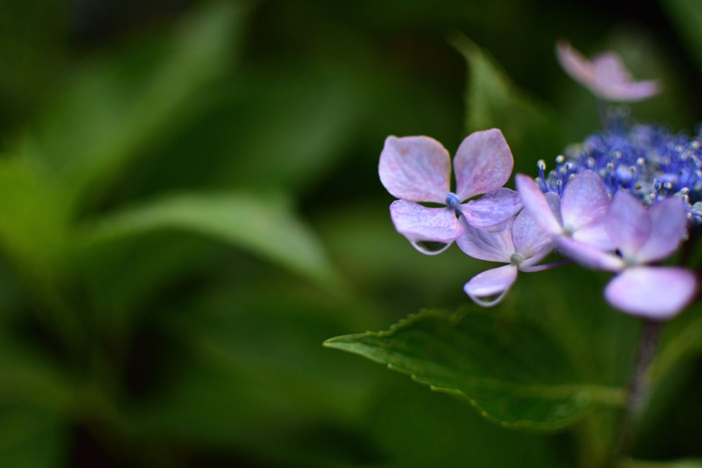 雨上がりの紫陽花