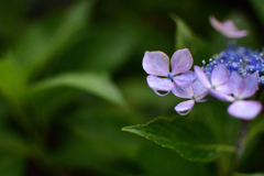 雨上がりの紫陽花
