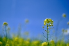 青空と菜の花　其の２