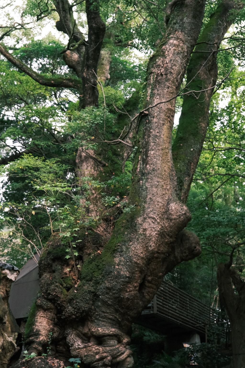 熱海　来宮神社　大楠