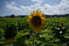 夏の始まり