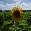 夏の始まり