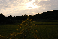 山吹色に染まる