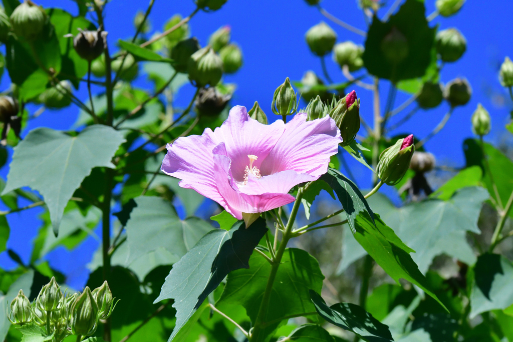 ピーカンの空と芙蓉の花