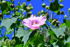 ピーカンの空と芙蓉の花