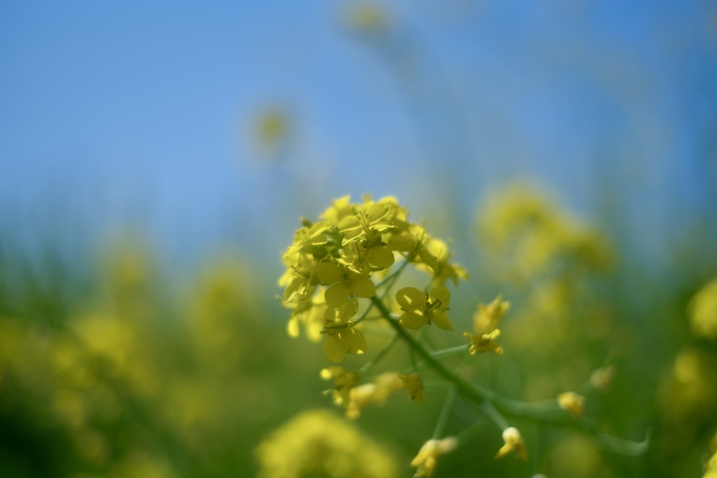 青空と菜の花