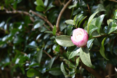 八重咲き山茶花