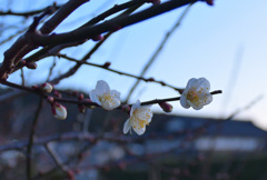 令和８年　大寒