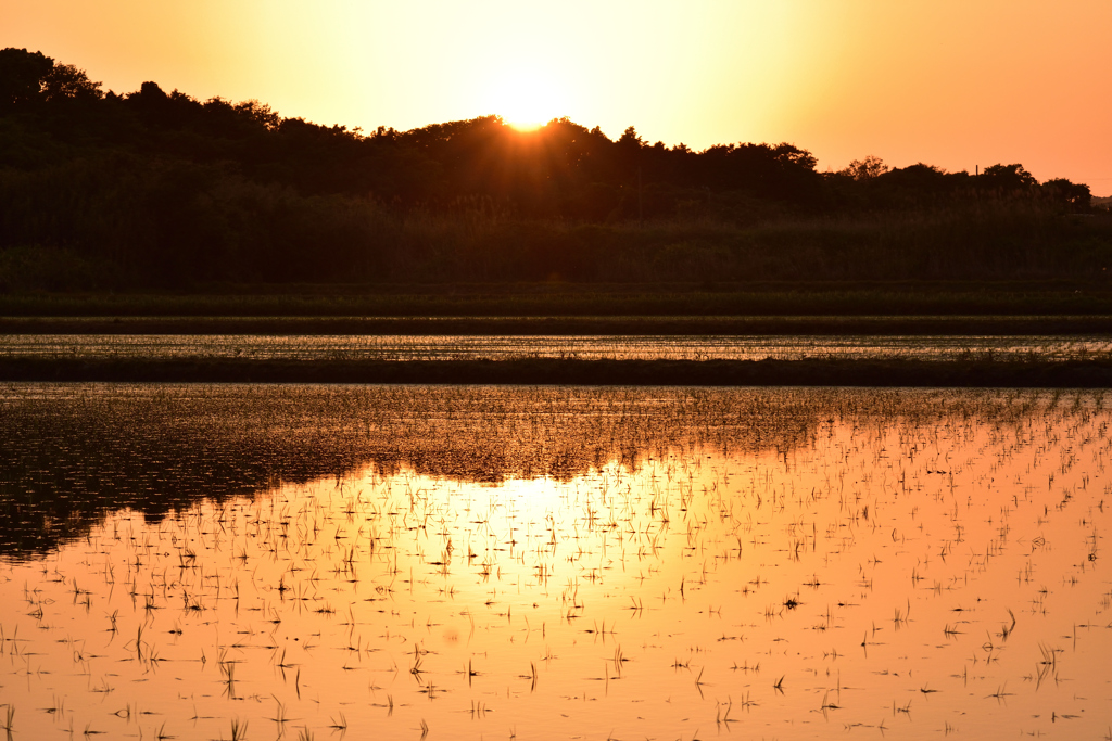 水田と夕陽