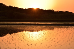 水田と夕陽