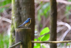歓迎　ルリビタキ様
