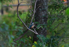 なかなか上手く撮らせてもらえないもんです