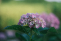 令和７年　芒種