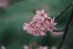 桃の節句にて