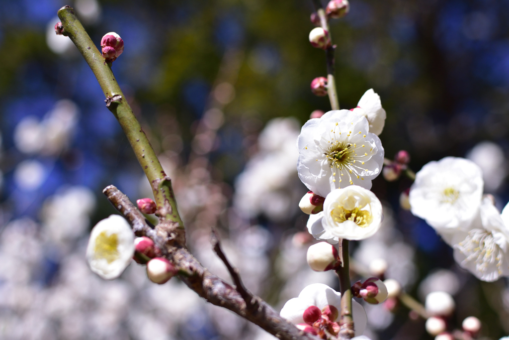 気持ち暖まる梅の花