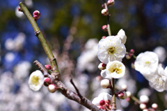 気持ち暖まる梅の花