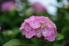 梅雨入り　やっぱりこの花