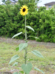 令和６年　夏至