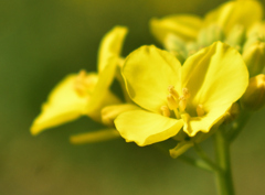 菜の花