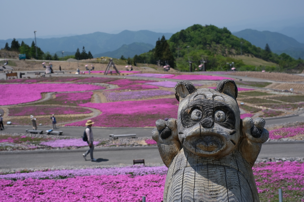 茶臼山　芝桜まつり
