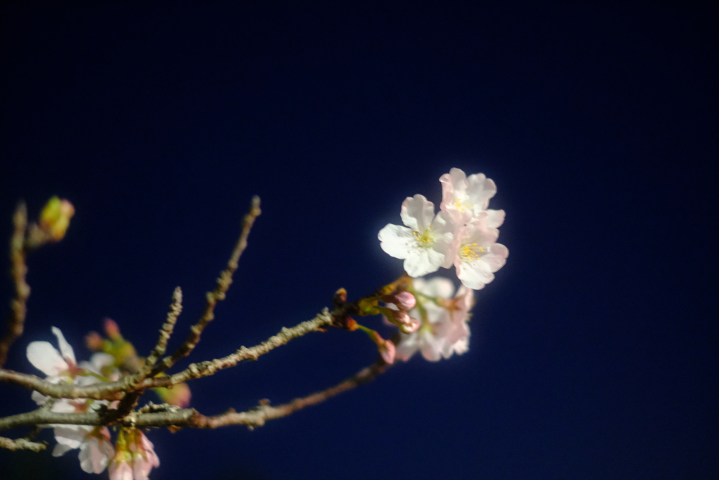 夜桜