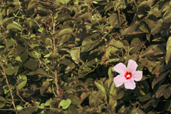 紅一点