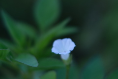 白い花　其の２