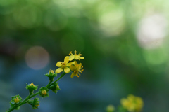 野に咲く花