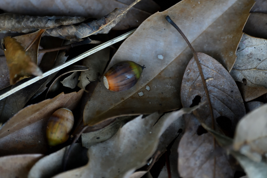 どんぐりころころ