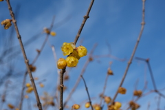 最後の一花