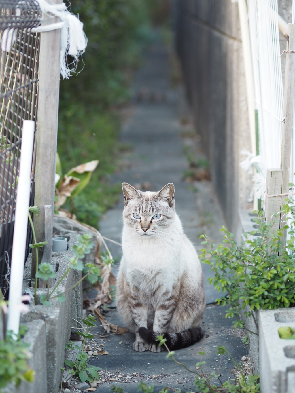 猫の恩返しの世界