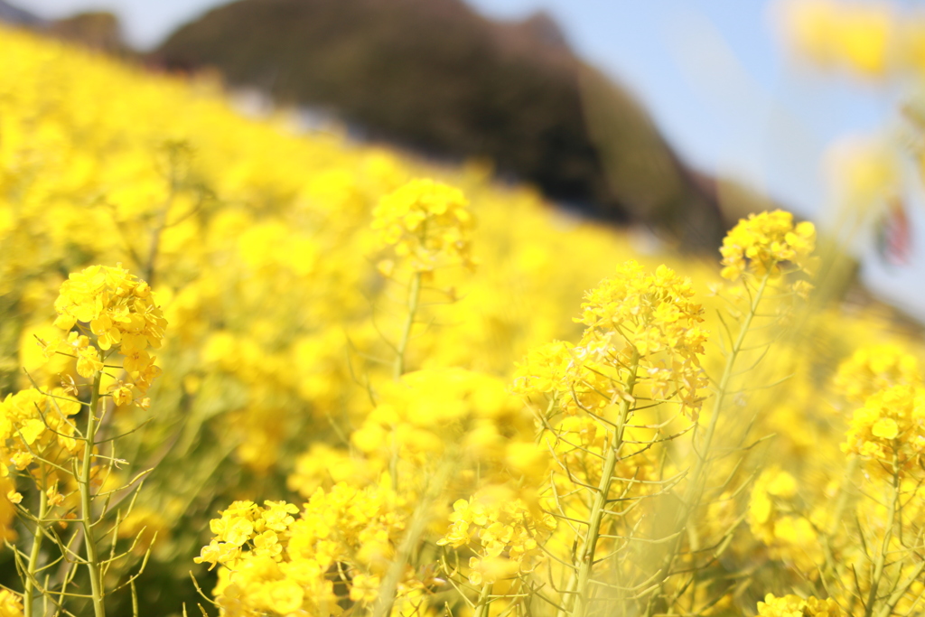 菜の花畑