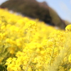菜の花畑