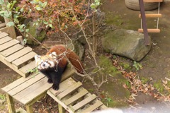 レッサーパンダの秋