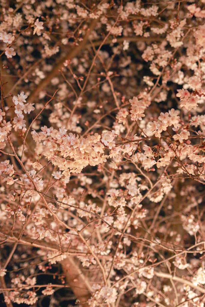 夜桜