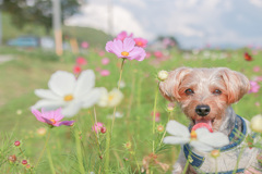 秋とコスモスと愛犬と