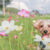 秋とコスモスと愛犬と