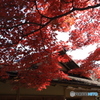 紅葉に浸る