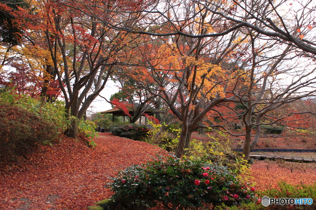 晩秋の公園